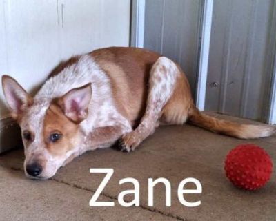Zane - Australian Cattle Dog/Shepherd (Unknown Type) Mix Male Dog for Adoption
