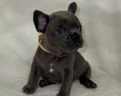 3 Male and 2 Female French Bulldog Puppies for Sale