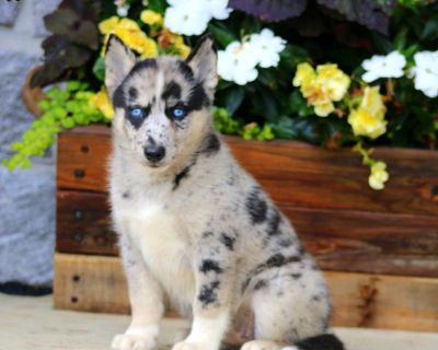 Haven - 7 Weeks Female Pomsky Puppy for Sale