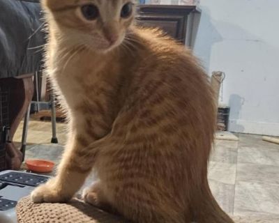 Meet Peanut the Great!! Est DOB 07/15/2025 Sweet, but a little shy in the beginning Up to date with shots, not neutered (too young) , FIV/FeLV. Sweet and playful. Located in FL- will be transported. Apply: hello@petatet.org Adoption fee is $225 Transportation fee is $100 For MA residents only - quarantine fee - app $130 (State fee) To see other pets for adoption, follow us at Facebook: Pet-a-te...