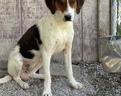 Dove - Treeing Walker Coonhound Female Dog for Adoption