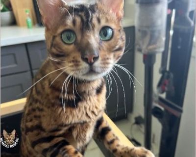 Bagel - Male Adult Bengal for Adoption