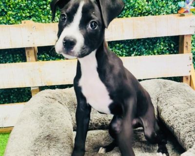 Play a Game of Checkers - Pit Bull Terrier Mix Male Puppy for Adoption