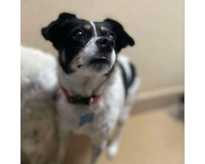 Maddie - Claremont Location - Rat Terrier/Mixed Breed (Medium) Mix Female Dog for Adoption