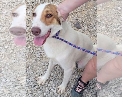 Oakley - Border Collie-Collie Mix Male Adult Dog for Adoption