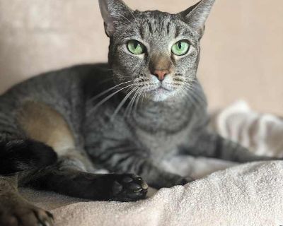 Adult. Hair: short. Adoption process Our adoption fee is $50 for dogs 7 months and older, $175.00 for dogs under 7 months, and $50.00 for kittens and $25 for adult cats. There is an adoption application that must be filled out and approved. Once the application is approved a meet and greet and home visit must be completed before an animal can go home. Shelter location We are open to the public ...