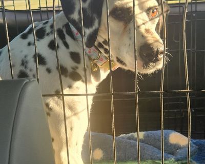 Ella - Dalmatian Female Dog for Adoption