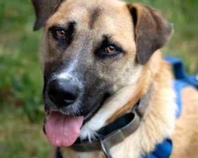 Adagio - German Shepherd Dog Dog for Adoption