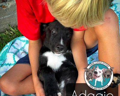 Adagio Ballet Dancer - Pit Bull Terrier & Labrador Retriever Mix Male Puppy for Adoption