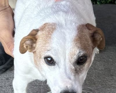 Health Vaccinations up to date.. Puppy Male Small White / Cream