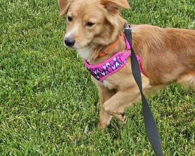 Lucy - Terrier (Unknown Type, Medium) Female Dog for Adoption
