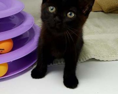 Cocoa - Domestic Shorthair Male Cat for Adoption