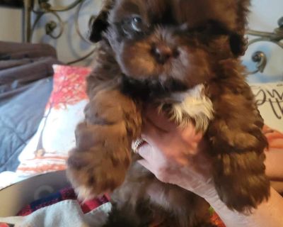 Benji - Shih Tzu Puppy for Sale in Millersburg, OH