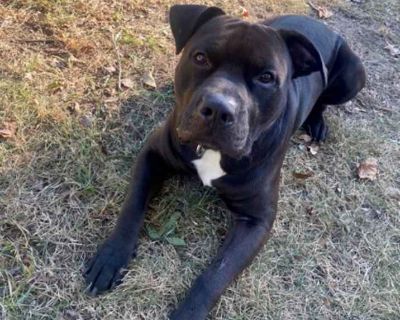Adult. Black - with white. Hair: short. Microchipped. Meet Melvin a 2-year-old sweetheart who s winning hearts everywhere he goes! He s currently living in a loving foster home, where his family is learning more about him every day and it s clear he s something truly special. Melvin is eager to show off his loving personality, goofy charm, and all-around good-dog manners, and we can t wait to s...