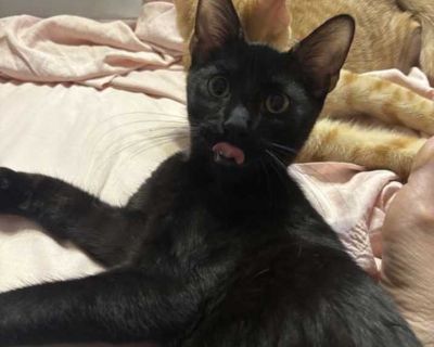 Noir - Domestic Mediumhair Male Kitten for Adoption