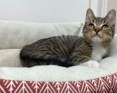 Jewel - Domestic Shorthair Female Cat for Adoption