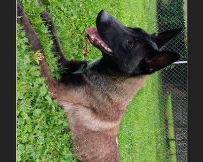 Cerburus - Male Puppy Belgian Malinois for Adoption