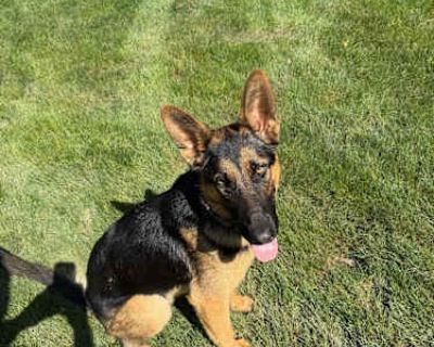 Atlas - German Shepherd Dog Male Dog for Adoption