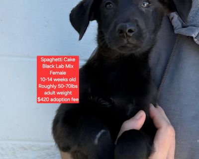 Spaghetti Cake - Black Labrador Retriever Mix Female Puppy for Adoption