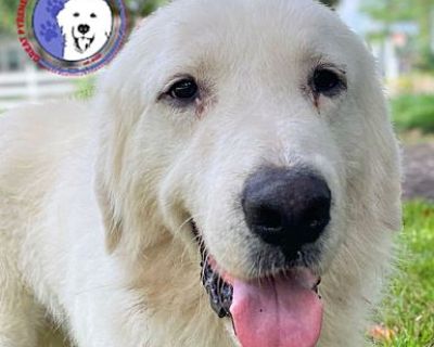 Adam - Great Pyrenees Male Dog for Adoption