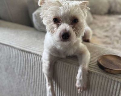 Young. Imagine having a home one day, and the next, being tied up under a bridge in the sweltering Houston heat, left to fend for yourself with nothing but hope and the kindness of strangers. That s how Noodles story began. But it s not how it will end. Noodles is a resilient little Westie mix, about 4 5 years old, who s already been through more than most dogs should in a lifetime. He was foun...