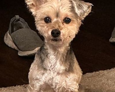 Coco - Yorkie, Yorkshire Terrier/Bichon Frise Mix Female Dog for Adoption