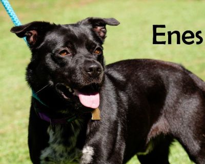 Enes - Labrador Retriever & Terrier Mix Male Dog for Adoption