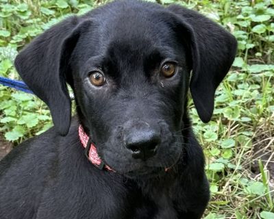 Kenzi - Black Labrador Retriever Male Puppy for Adoption