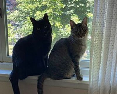 Oliver & Daisy- bonded pair - Domestic Shorthair Male Cat for Adoption