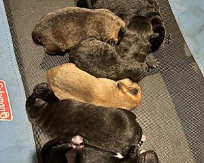 Chow puppies - Chow Chow/Labrador Retriever Mix Male Puppy for Adoption