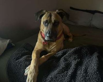Bear - Pitsky Male Dog for Adoption