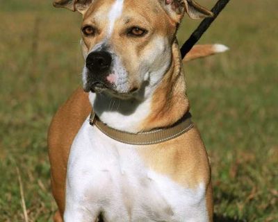 Young. If you're ready to fall in love, then let us introduce Lillian. This Pitbull Terrier Mix came to us from Labelle Animal Control with 2 others. Lillian is a gentle girl with so much love to give. She is treat motivated, so training should be a snap. Lillian walks nicely on a leash and loves being cuddled. If you are looking for a companion to give unconditional love, Lillian is an excelle...