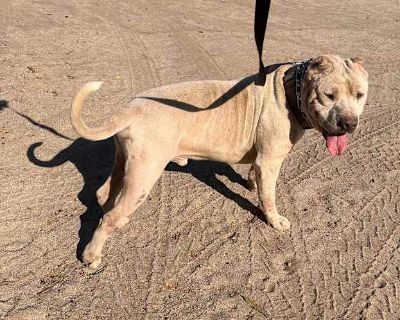 Rip - American Staffordshire Terrier/American Pit Bull Terrier Mix Male Dog for Adoption