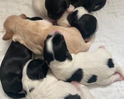 2 Male and 4 Female Havanese Puppies for Sale