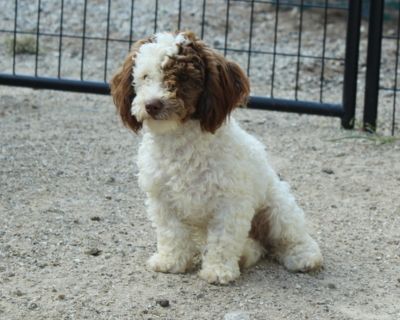 Litter of 3 - Poodle (Toy) Male Puppy for Sale