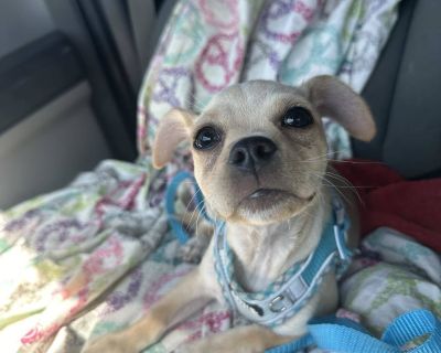 Peanut - Pug & Chihuahua Mix Male Puppy for Adoption