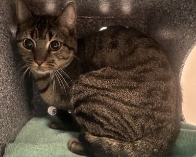 What my friends at ACC say about me: I would appreciate slow introductions to new people and places to help me feel safe. I prefer to call the shots and enjoy coming to you when I'm ready for pets. I have lived with dogs in my previous home. I am playful and cute! Primary Color: Brown Tabby Weight: 7.6lbs Age: 2yrs 0mths 0wks. Health Vaccinations up to date.. Adult Female Medium
