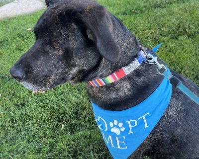 Elko - Mastiff & Akita Mix Male Dog for Adoption