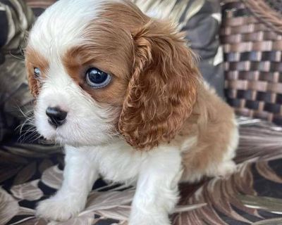 Spaniel Puppies