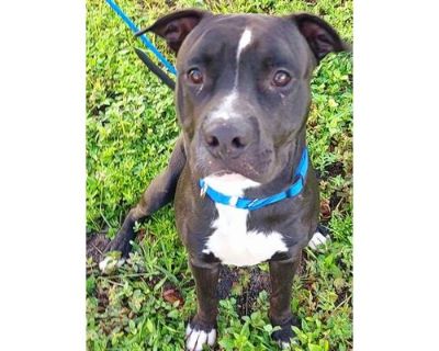 KANE - American Pit Bull Terrier Male Dog for Adoption