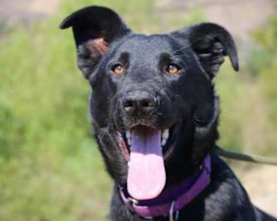 Blissy - Border Collie/German Shepherd Dog Mix Female Dog for Adoption
