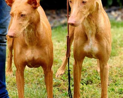 2 Female Pharaoh Hound Puppies for Sale