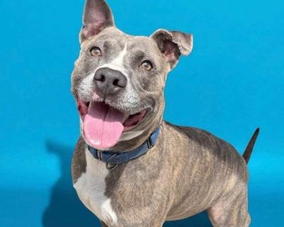 Wiggles - American Pit Bull Terrier Male Dog for Adoption