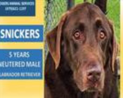 Adopt SNICKERS a Labrador Retriever, Mixed Breed