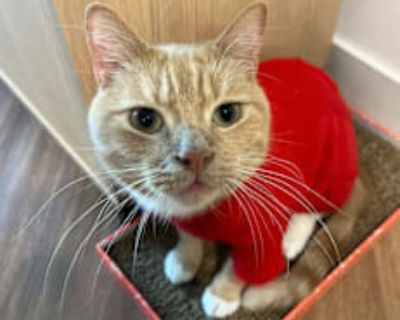 Apollo - American Shorthair Male Cat for Adoption