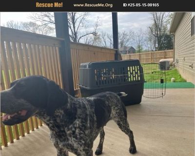 Chief - Male Puppy German Shorthaired Pointer for Adoption