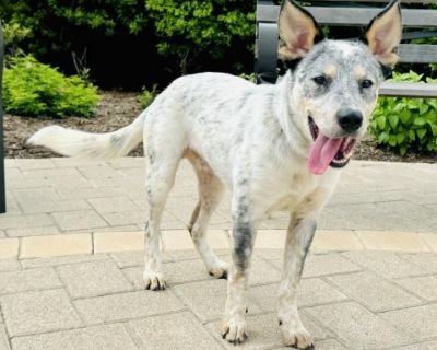 Tsu'tey - Australian Cattle Dog / Blue Heeler & Cattle Dog Mix Male Dog for Adoption