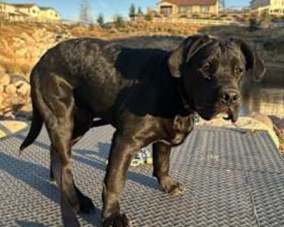 Miles - American Bulldog/Mutt Mix Male Dog for Adoption