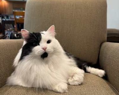 Oleg - Siberian Male Cat for Adoption