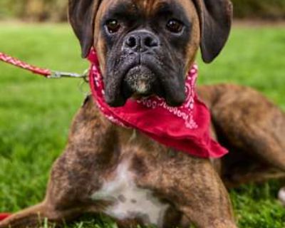 Reed - Boxer Male Dog for Adoption